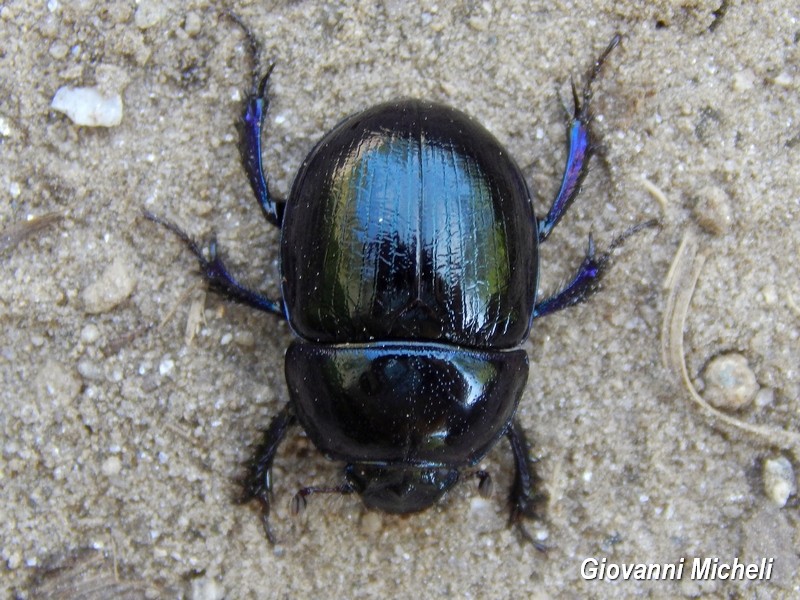 Anoplotrupes stercorosus, femmina, Geotrupidae